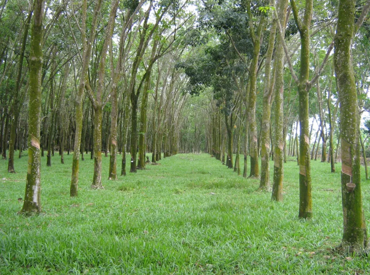 榴莲味的“套套”恐缺货:全球最大安全套厂停摆惊魂 学知识 第2张-宅男社 榴莲味的“套套”恐缺货:全球最大安全套厂停摆惊魂 liuliushe.net宅男社 第2张